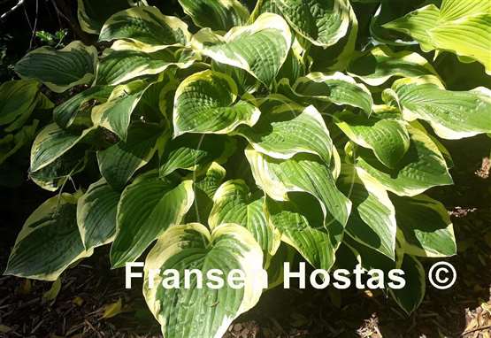 Hosta Lakeside Premier